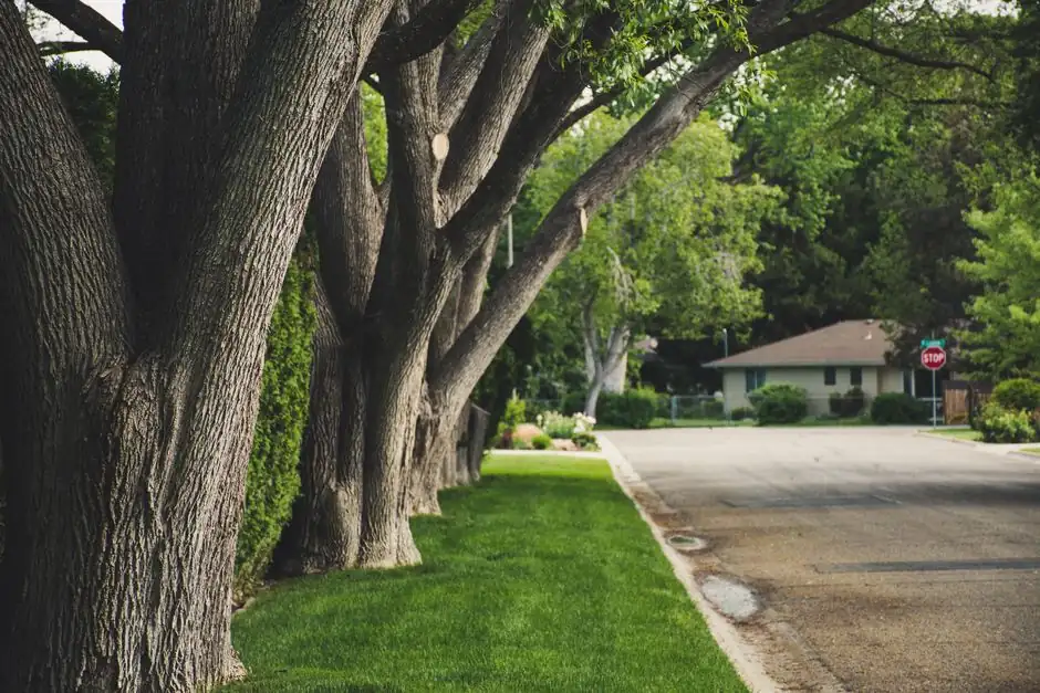 A calm suburban street lined with lush trees and greenery, perfect for a peaceful walk.