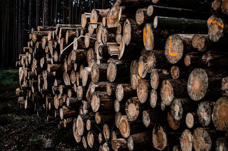 A close-up of stacked tree logs in a forest, showcasing natural textures.