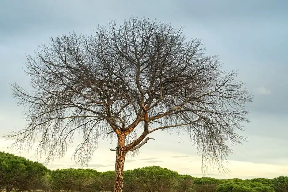 A single leafless tree stands tall, framed by a tranquil blue sky and lush greenery.