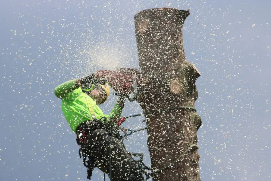 Our Expertise in Storm Damage Tree Service