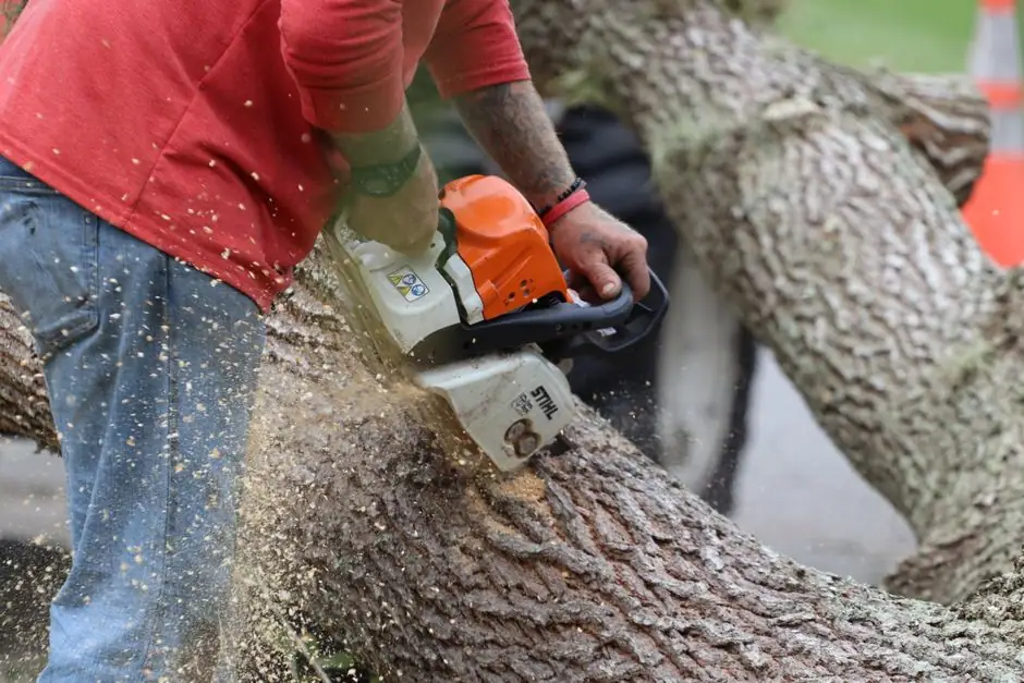 Benefits of Tree Pruning