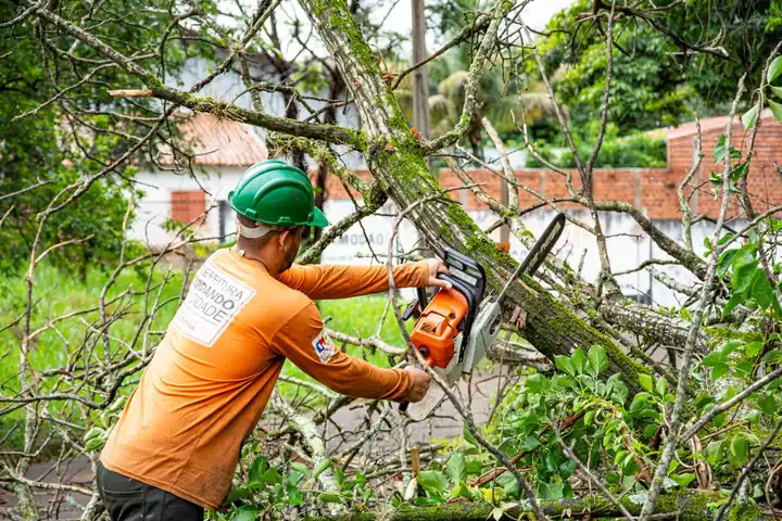 Benefits of Tree Removal