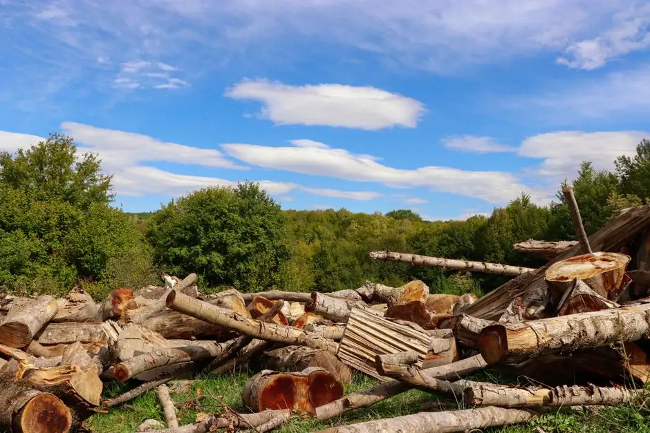 Benefits of Tree Trimming