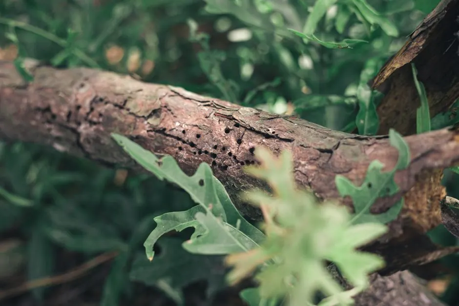 Detailed image of a textured tree branch surrounded by green leaves, highlighting nature's intricate patterns.