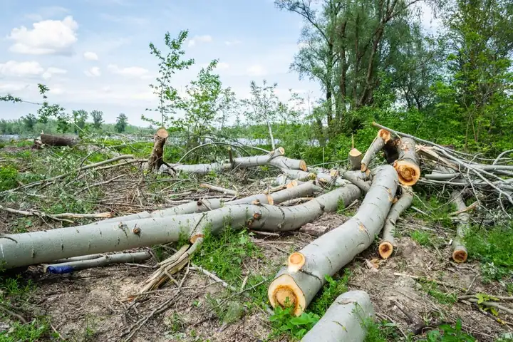 Benefits of Tree Preservation