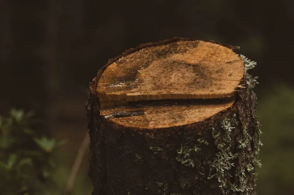 Our Expertise in Tree Trimming