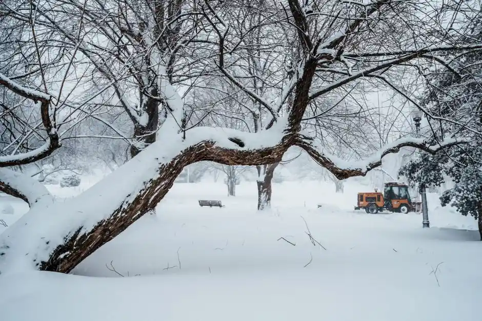 Peaceful winter scene in Boston park with snow-covered trees and an orange snowplow clearing paths.