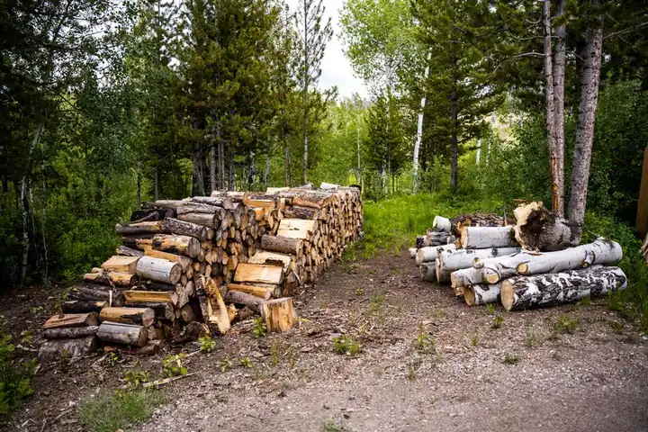 Our Expertise in Tree Care