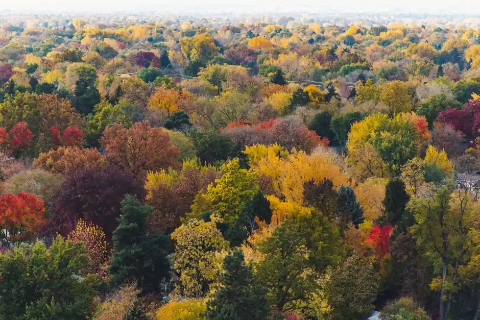 Stunning aerial shot of colorful autumn forest in Boise, Idaho showcasing vibrant fall foliage.
