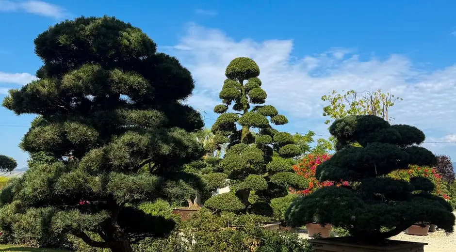 Stunning topiary trees in a sunny garden display intricate shapes under a clear blue sky.