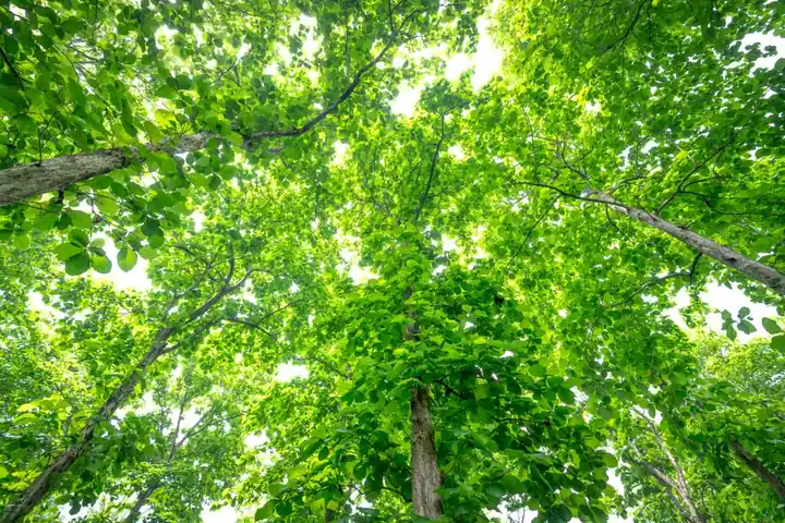Vibrant green tree canopy viewed from below, capturing the vivid essence of a forest.